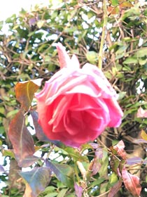 この1月庭に咲いたバラです。