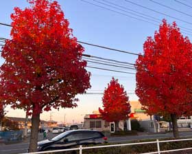 街路樹の紅葉