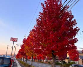 街路樹の紅葉